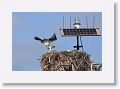 Day6-AM-GuerroNegro - 15 * Osprey. * Osprey.